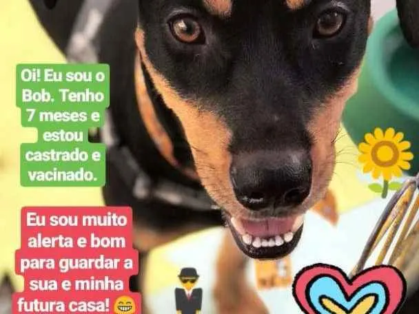 Cachorro ra a SRD idade 7 a 11 meses nome Bob