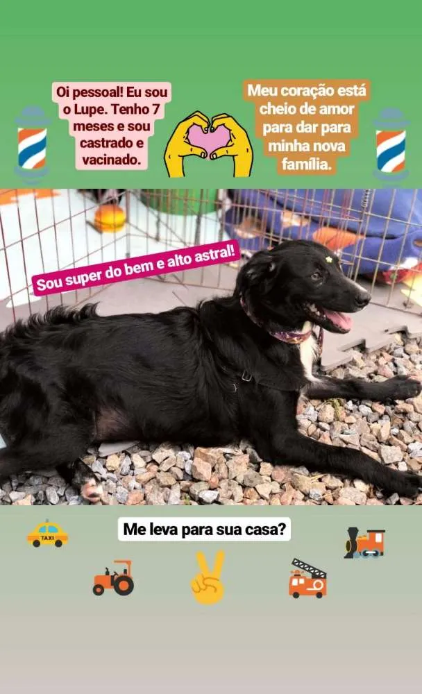 Cachorro ra a SRD idade 7 a 11 meses nome Lupe