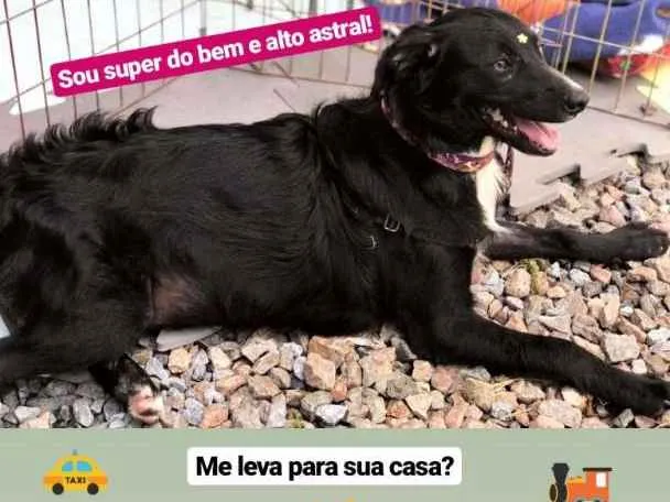 Cachorro ra a SRD idade 7 a 11 meses nome Lupe