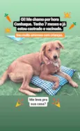 Conhaque 
