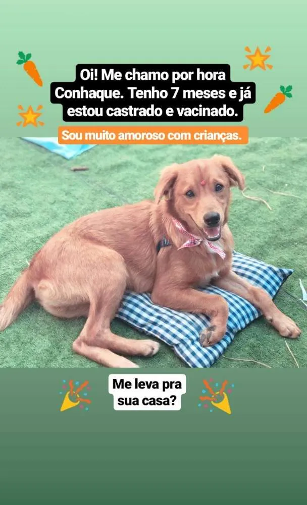 Cachorro ra a SRD idade 7 a 11 meses nome Conhaque 