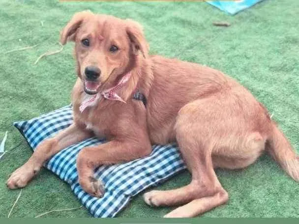 Cachorro ra a SRD idade 7 a 11 meses nome Conhaque 