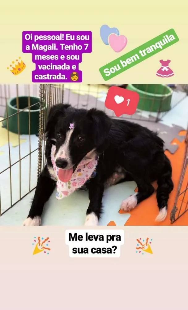 Cachorro ra a SRD-border collie  idade 7 a 11 meses nome Magali