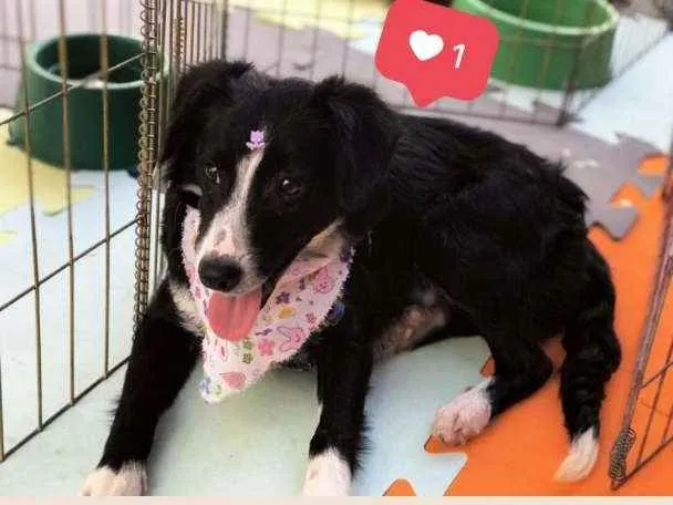 Cachorro ra a SRD-border collie  idade 7 a 11 meses nome Magali