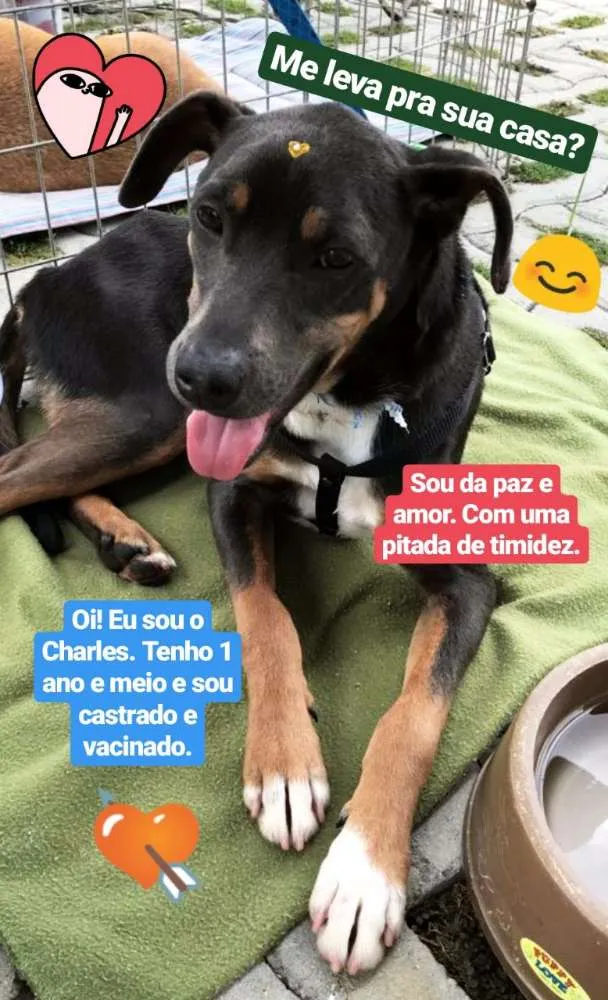 Cachorro ra a SRD idade 1 ano nome Charles 