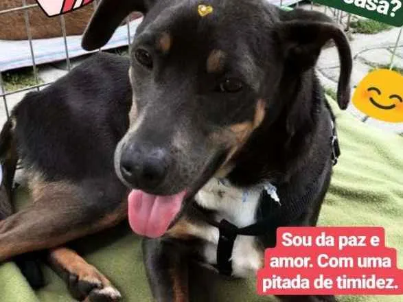 Cachorro ra a SRD idade 1 ano nome Charles 