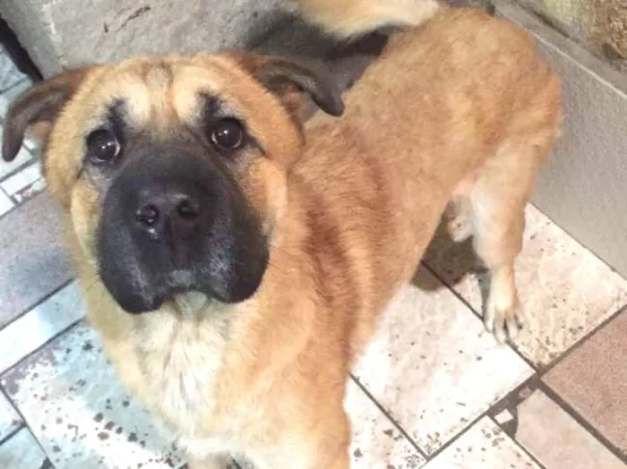 Cachorro ra a SRD idade 1 ano nome Bebê