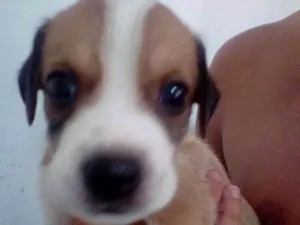 Cachorro raça Vira-lata idade Abaixo de 2 meses nome Filhotes