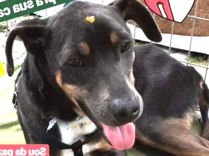 Cachorro ra a SRD idade 1 ano nome Charles 