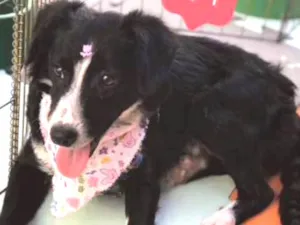 Cachorro raça SRD-border collie  idade 7 a 11 meses nome Magali