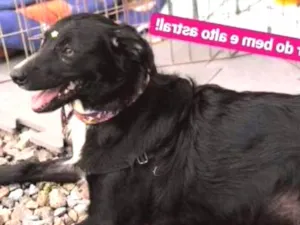 Cachorro raça SRD idade 7 a 11 meses nome Lupe