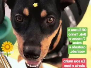 Cachorro raça SRD idade 7 a 11 meses nome Bob