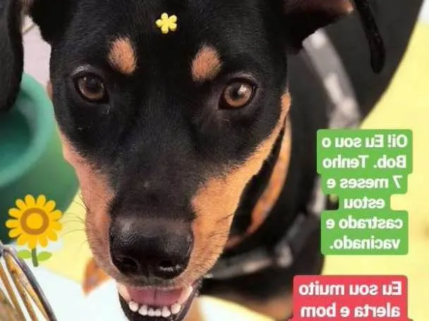 Cachorro ra a SRD idade 7 a 11 meses nome Bob