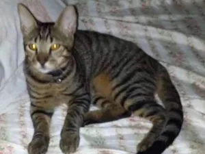 Gato raça vira latinha idade 2 a 6 meses nome vicente