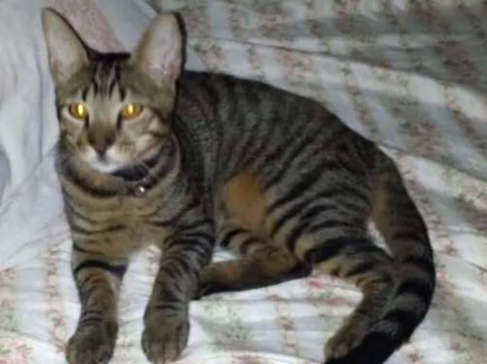 Gato ra a vira latinha idade 2 a 6 meses nome vicente