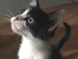 Gato raça Vira idade Abaixo de 2 meses nome Carmem Lucia