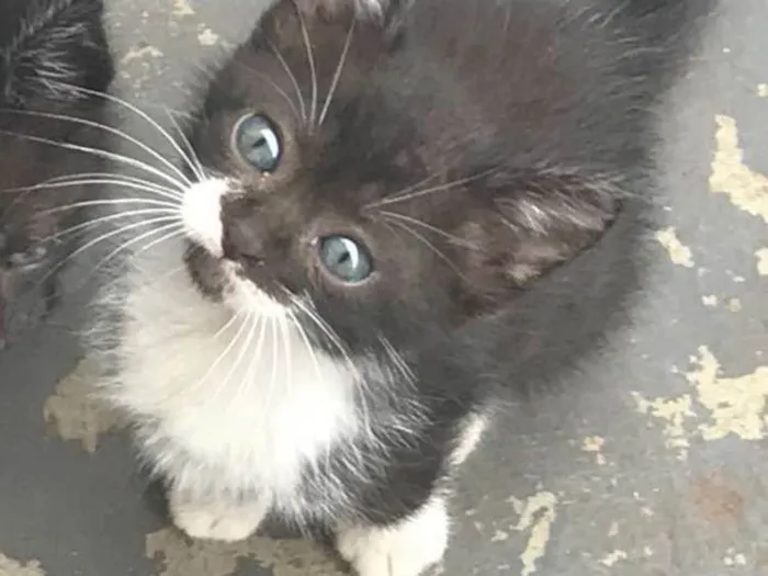 Gato ra a Vira idade Abaixo de 2 meses nome Ellen Gracie