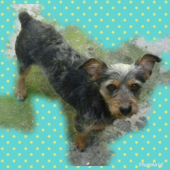 Cachorro ra a SRD idade 5 anos nome Tampinha