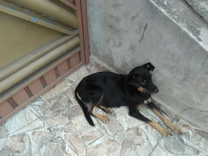 Cachorro ra a SRD idade 4 anos nome Barbara