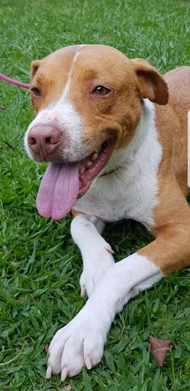 Cachorro ra a Pit Bull  idade 1 ano nome BARÃO 