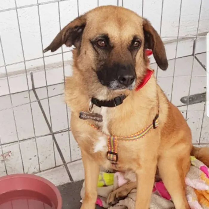 Cachorro ra a SRD idade 3 anos nome ROMEU