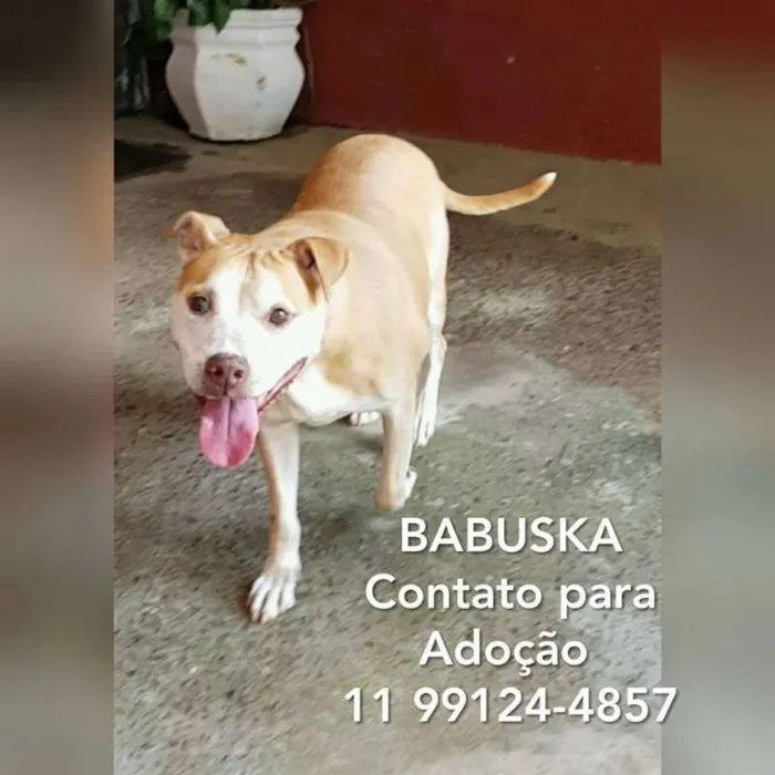 Cachorro ra a Pit-Bull idade 6 ou mais anos nome Babuska