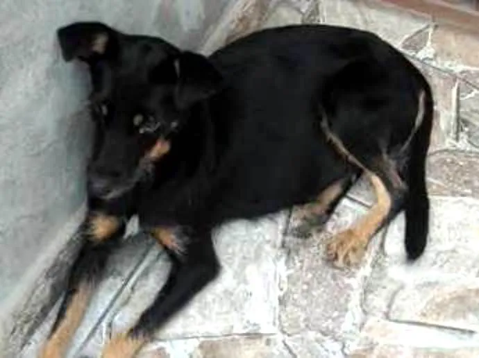 Cachorro ra a SRD idade 4 anos nome Barbara