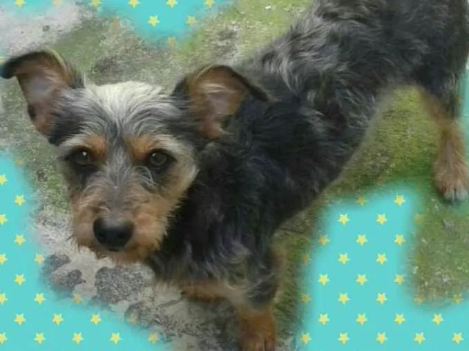 Cachorro ra a SRD idade 5 anos nome Tampinha