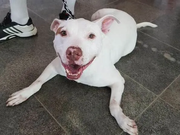 Cachorro ra a Pit Bull idade 2 anos nome Diana