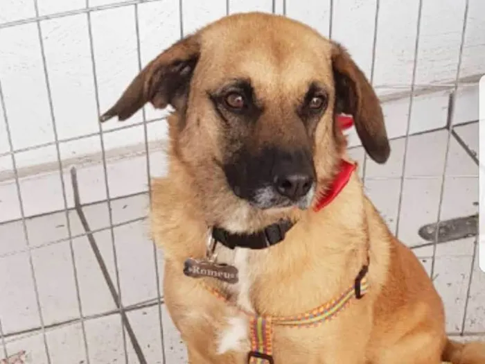 Cachorro ra a SRD idade 3 anos nome ROMEU