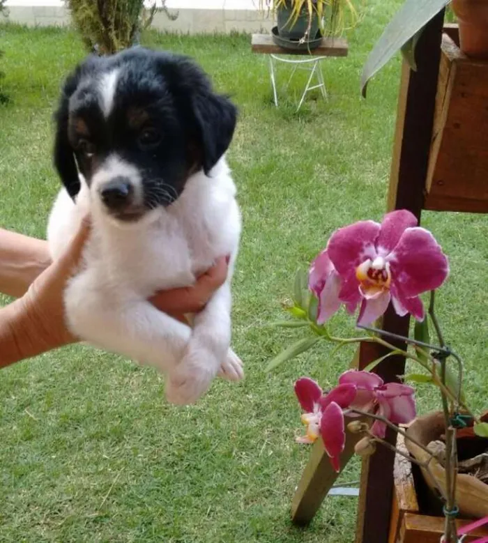 Cachorro ra a Vira-lata idade Abaixo de 2 meses nome Bidu