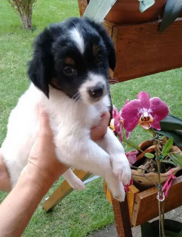 Cachorro ra a Vira-lata idade Abaixo de 2 meses nome Bidu