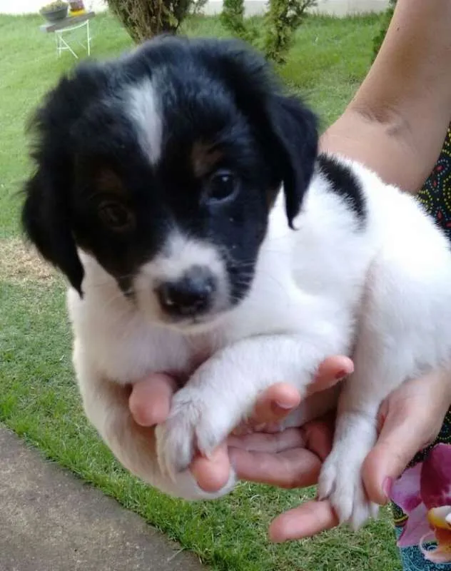Cachorro ra a Vira-lata idade Abaixo de 2 meses nome Bidu