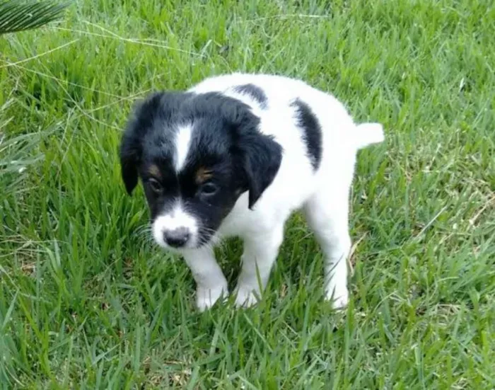 Cachorro ra a Vira-lata idade Abaixo de 2 meses nome Bidu