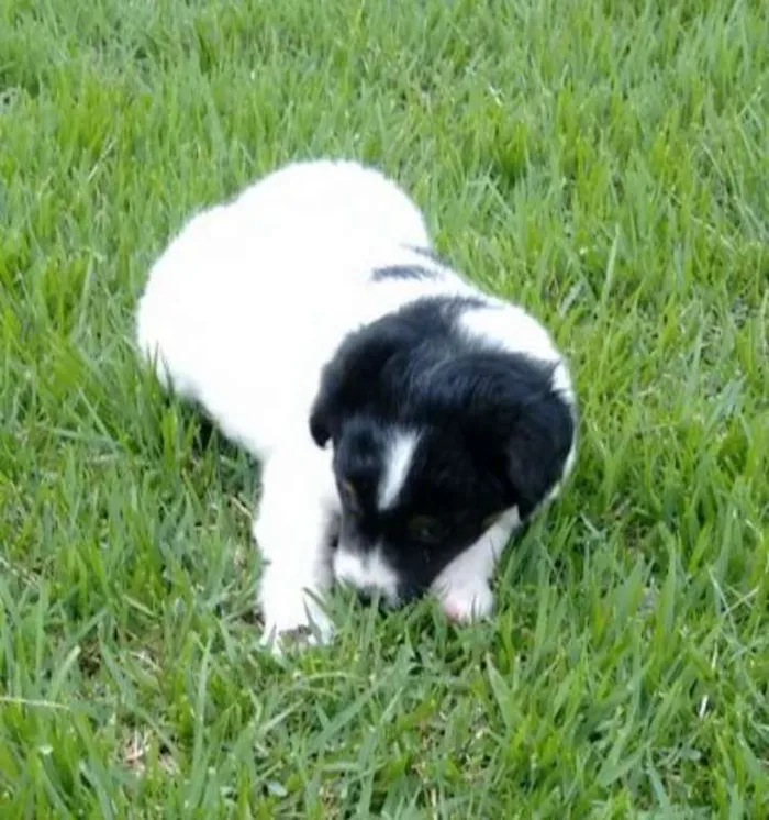 Cachorro ra a Vira-lata idade Abaixo de 2 meses nome Bidu