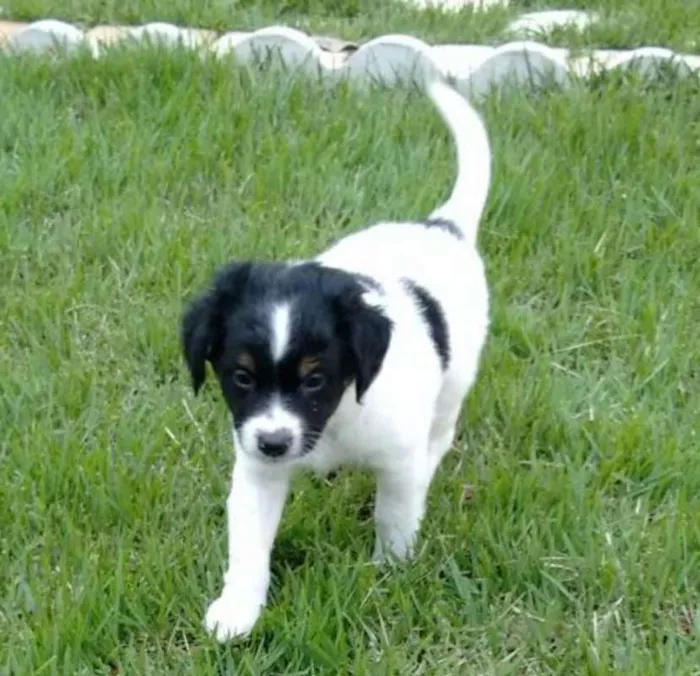 Cachorro ra a Vira-lata idade Abaixo de 2 meses nome Bidu