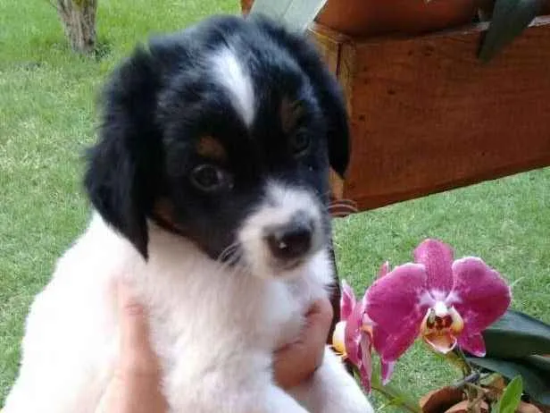 Cachorro ra a Vira-lata idade Abaixo de 2 meses nome Bidu