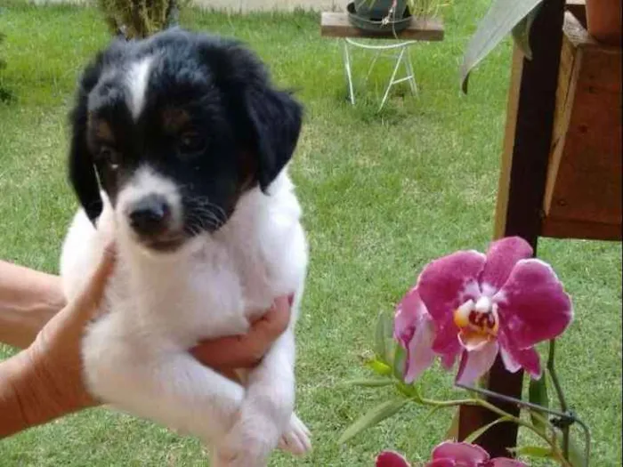 Cachorro ra a Vira-lata idade Abaixo de 2 meses nome Bidu