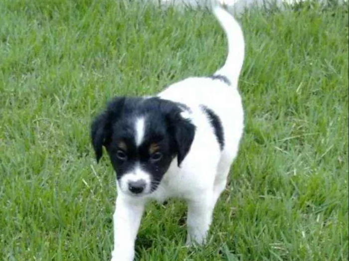 Cachorro ra a Vira-lata idade Abaixo de 2 meses nome Bidu