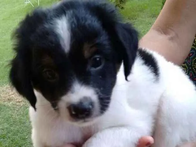 Cachorro ra a Vira-lata idade Abaixo de 2 meses nome Bidu