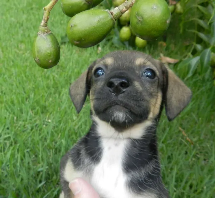 Cachorro ra a Vira-lata idade Abaixo de 2 meses nome Violeta