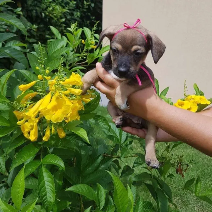 Cachorro ra a Vira-lata idade Abaixo de 2 meses nome Violeta