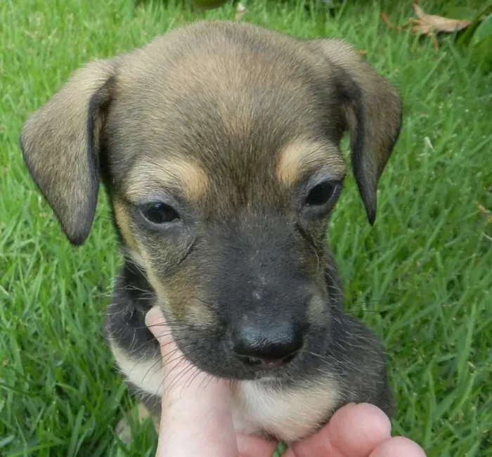 Cachorro ra a Vira-lata idade Abaixo de 2 meses nome Violeta