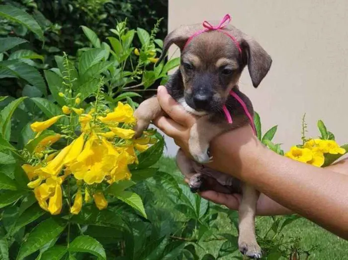 Cachorro ra a Vira-lata idade Abaixo de 2 meses nome Violeta