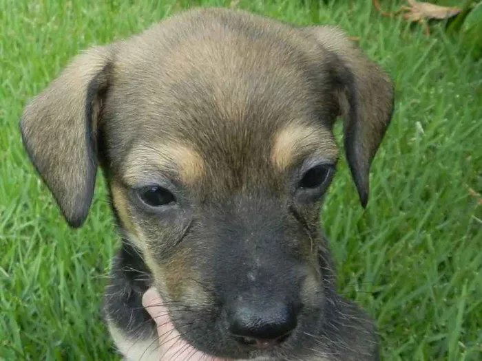 Cachorro ra a Vira-lata idade Abaixo de 2 meses nome Violeta