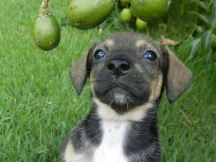 Cachorro ra a Vira-lata idade Abaixo de 2 meses nome Violeta