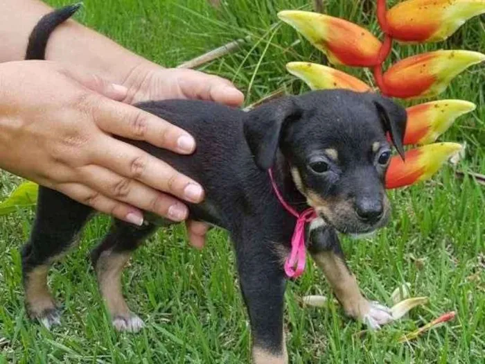 Cachorro ra a Vira-lata idade Abaixo de 2 meses nome Jasmim