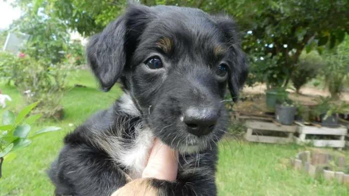 Cachorro ra a Vira-lata idade Abaixo de 2 meses nome Margarida