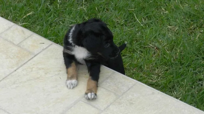 Cachorro ra a Vira-lata idade Abaixo de 2 meses nome Margarida