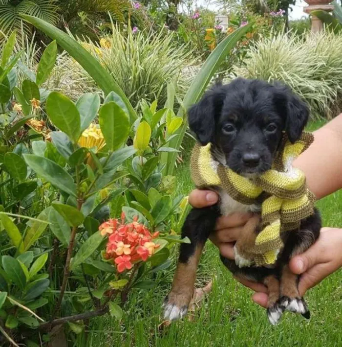 Cachorro ra a Vira-lata idade Abaixo de 2 meses nome Margarida